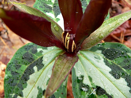 {Trillium underwoodii}
